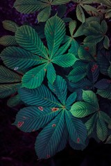 green and colorful plant leaves in the garden in the nature