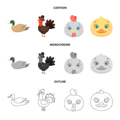 Isolated object of funny and poultry icon. Collection of funny and farming stock symbol for web.