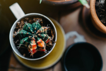 Little cactus in plant pots.