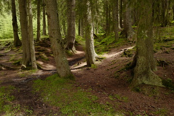 Obraz premium forest light rays