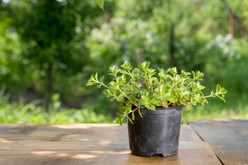 Plant in pot on the wooden table, green trees background gardening concept