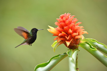 Black-bellied hummingbird