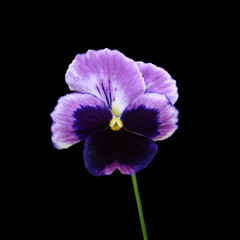 Obraz premium Beautiful flower pansies isolated on a black background