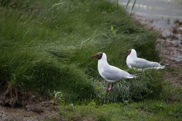 zwei Lachmöwen im Gras