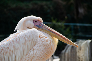 モモイロペリカン