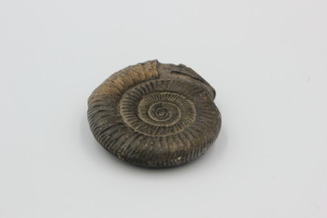 ammonite