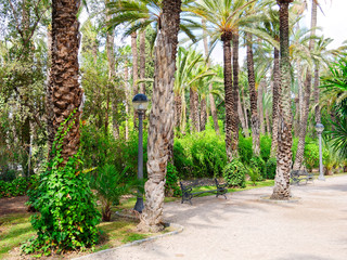 Obraz premium A beautiful garden in a palm grove in Elche, Spain.