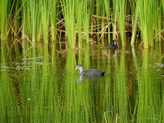 Cub of a wild duck.