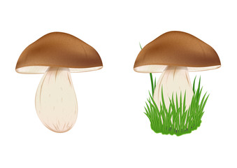 mushroom aspen with a brown hat on a strong leg in the green grass. isolated on white background