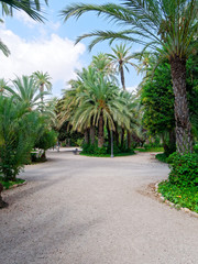 Obraz na płótnie Canvas A beautiful garden in a palm grove in Elche, Spain.