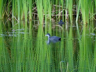 Duckling swims on the lake.