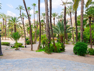 A beautiful garden in a palm grove in Elche, Spain.