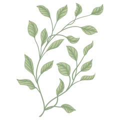 Branch with leaves isolated. Vector illustration.