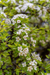 Pear tree blossoms