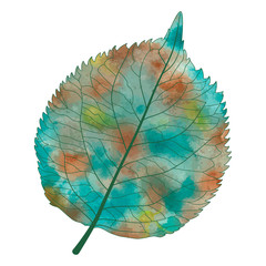 Leaf  isolated on white. Vector illustration.