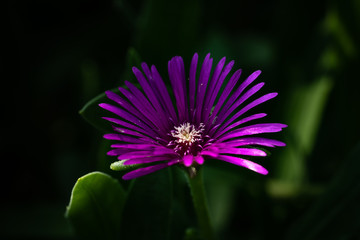 Obraz premium Delosperma Blüte