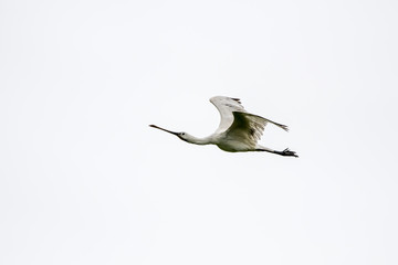 einzelner fliegender Watvogel Löffler