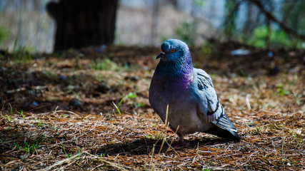 Dove sitting in the forest