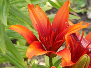 Summer. Bright beautiful Lily flowers the color of fire.