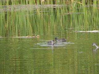 Ducklings catch small fish.