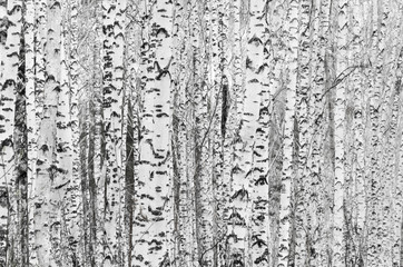 Birch forest background texture
