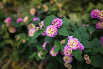 close-up flowers in flowerbed in Turkey, violet