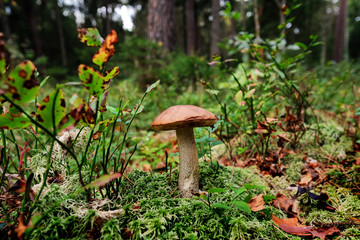 Mushroom in a forest glade