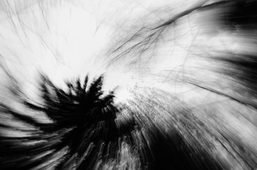 Abstract zoom circle motion blur background of the lone tree in black and white 