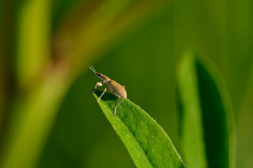  Dickmaulrüssler (Otiorhynchus)