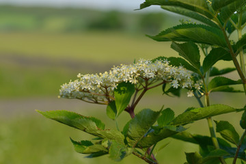 Holunderblüte, Sambucus nigra