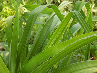 Summer plants. Tender and juicy greens.