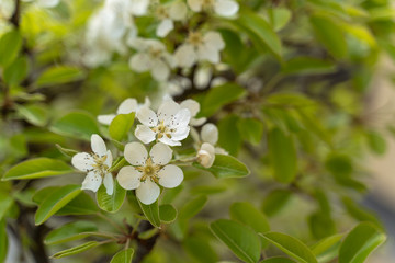 Obraz na płótnie Canvas Pear tree blossoms