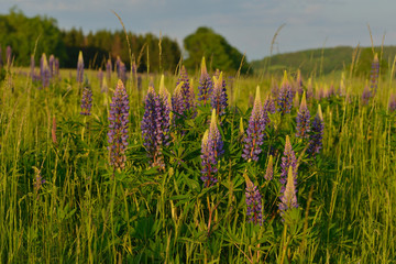 Obraz premium Lupinenwiese im Abendlicht