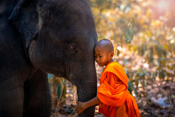Novices or monks hug elephants. Novice Thai standing and big elephant with forest background. , Tha Tum District, Surin, Thailand. - obrazy, fototapety, plakaty