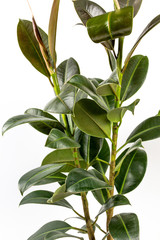 Rubber fig's big smooth green leaf ficus benjamina, ficus elastica, ficus microcarpa, rubber, weeping, banyan, climbing, sycamore, ficus, scared, fiddle, weeping