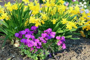 Garten mit Frühlingsbepflanzung, gelbe Narzissen, blaue Polsterpflanzen