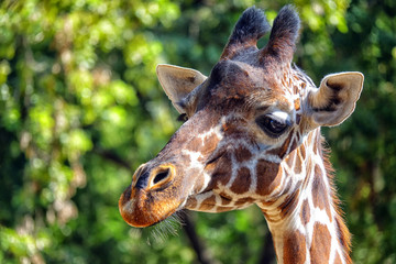 portrait of giraffe