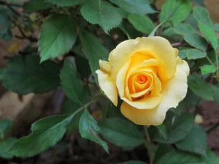 yellow rose on green background