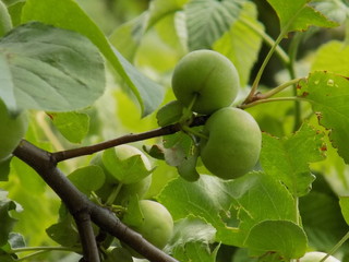 Summer sun. Apples ripen on the Apple tree. There will be a great harvest of delicious fruits.