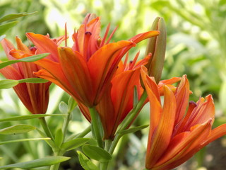 Summer, sun. Lilies bloom, bright saturated colors, beautiful flowers.