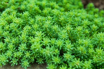 green grass background