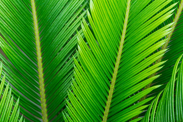 Naklejka na ściany i meble green leaf of palm tree