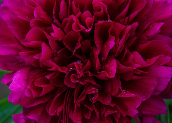 Close-up photo of red peony flower in the garden, macro flower in the park with water drops, freshness after rain