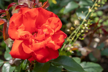 photo of red rose on a bush in close up and soft focus