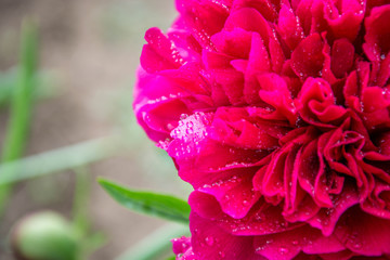 Close-up photo of red peony flower in the garden, macro flower in the park with water drops, freshness after rain