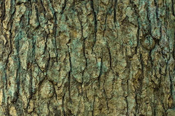 texture of the tree bark in close up