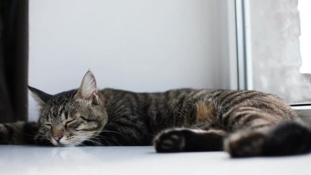 gray cat lying on the window