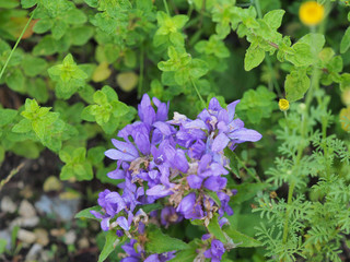 Kn&auml;uelglockenblumenbl&uuml;ten, Campanula glomerata, in einem Naturgarten