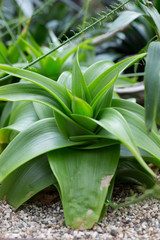 Obraz premium An green indoor house plant on a stone pebbled floor at the Singapore Botanical Garden in Singapore, Asia