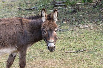 Fototapeta premium ein Esel schaut neugierig